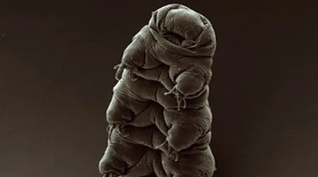 A nearly-microscopic animal known as the tardigrade, above, is capable of surviving in a dry, lifeless state for over a decade.
