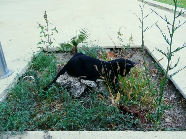 Black cat lying on a rock thumbnail