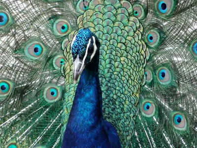 Peacocks can fly, but not on planes.