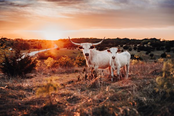 Longhorns at Sunset thumbnail