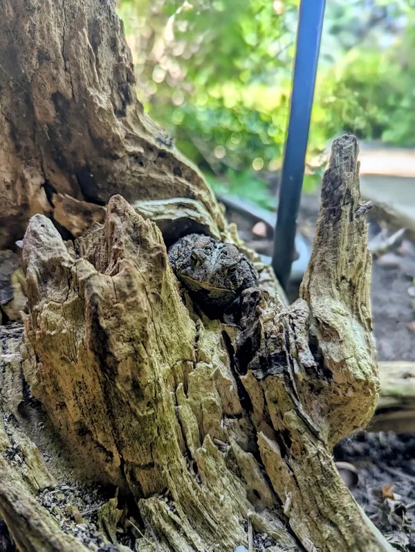 Toad in a knothole thumbnail