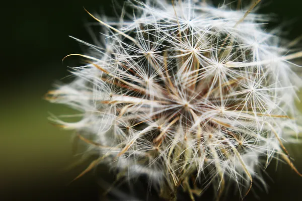 Make A Wish thumbnail