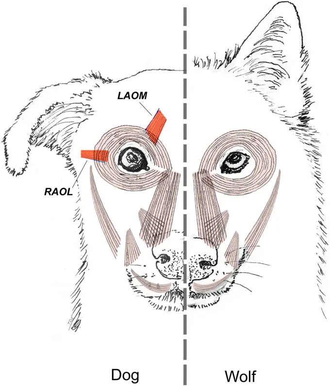 Dog and Wolf Differences