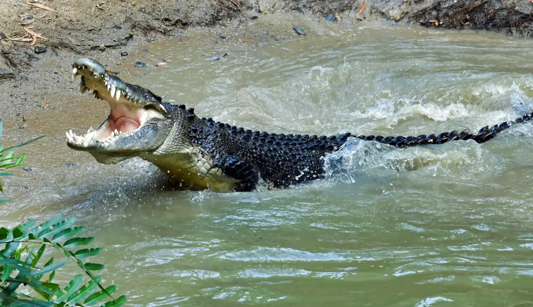 Australian crocodiles