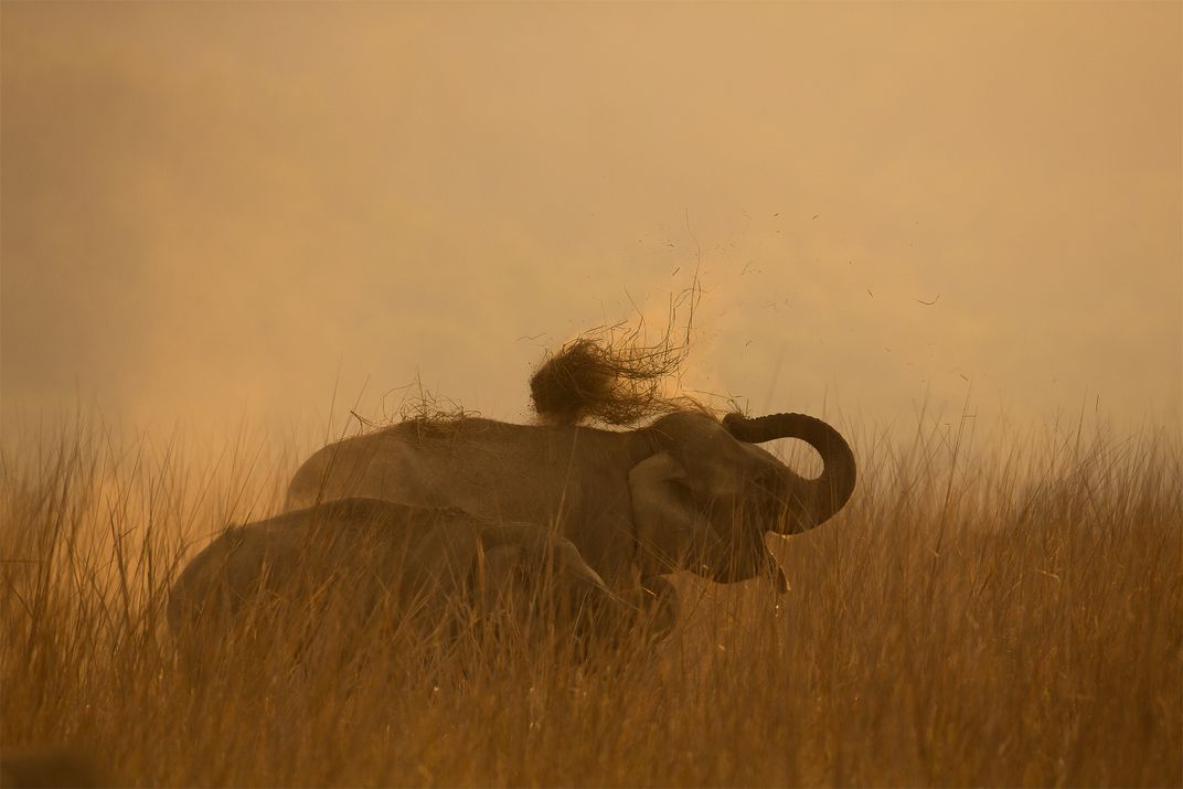 Elephants Smithsonian Photo Contest Smithsonian Magazine