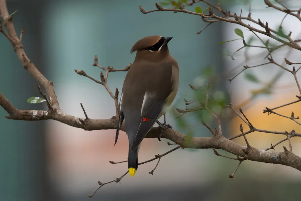Cedar Waxwing on a branch