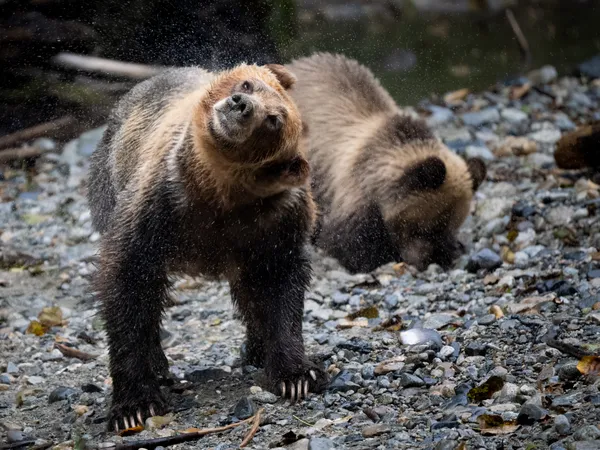 Great Bear Rainforest thumbnail