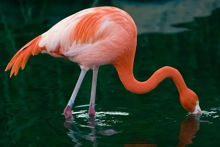 Flamingos depend on plant-derived chemical compounds to color their feathers, legs and beaks.
