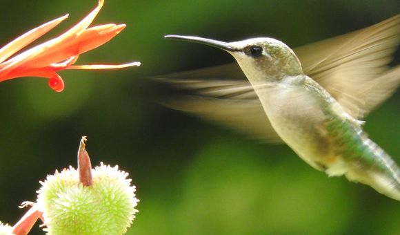A female ruby-throated hummingbird sips nectar from a flower. 