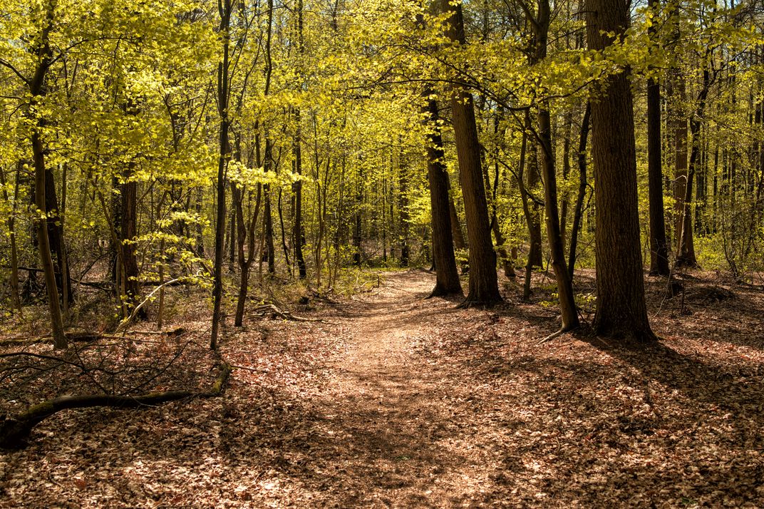 Path In The Woods Smithsonian Photo Contest Smithsonian Magazine