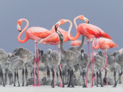 Vibrant pink flamingos feed their fluffy grey chicks in Rio Lagartos, Mexico. This image was the winner for the Best Portrait category.