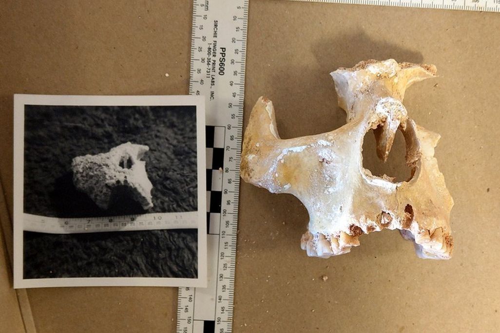 Cannington Bones