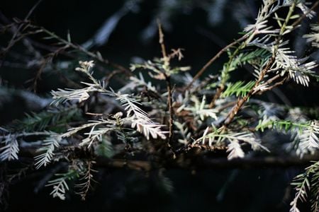 Long thought to be a genetic mutation, albino redwoods may actually serve as a forest filter.
