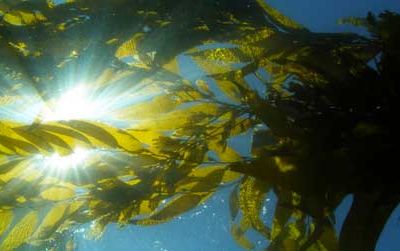 Scientists use satellite images of the kelp canopy (here, as seen from underwater) to track this important ecosystem over time.