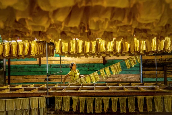 Airing Dried Beancurd Sticks thumbnail