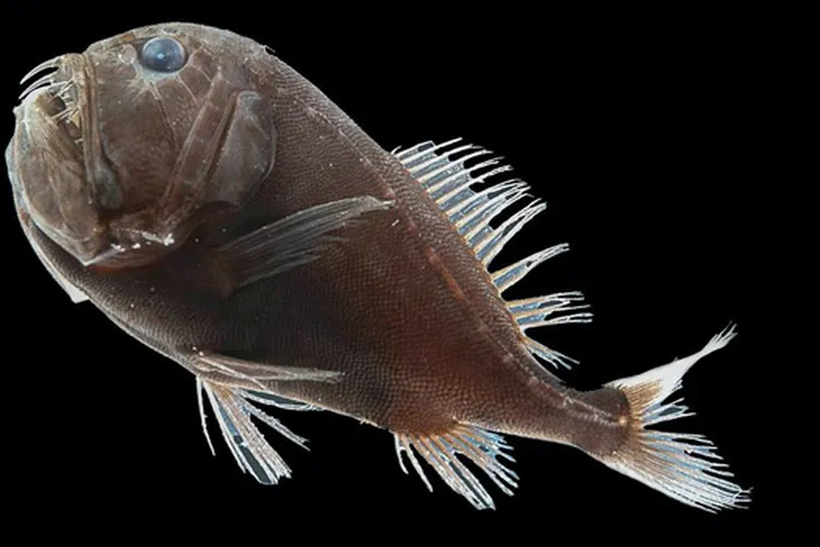 One ultra-black fish is posed against a black background. Its head faces the upper left corner of the image. (Mobile image)