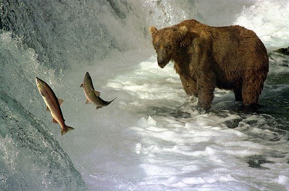 A brown bear fishing salmon in Brooks River, Katmai National Park, Alaska