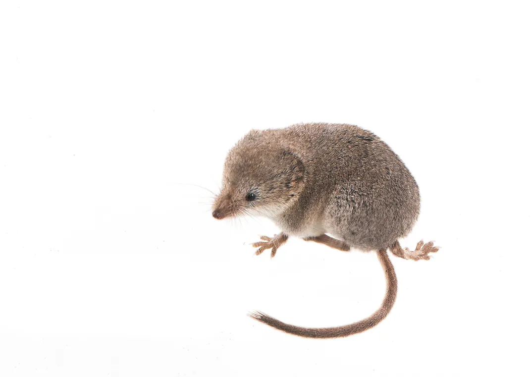 a shrew on a white background
