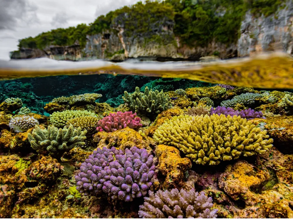 Colorful coral flourish