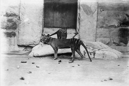 Two thylacines at the Smithsonian National Zoo around 1905. A thylacine brain from the Smithsonian Institution was scanned as part of a study to learn more about the extinct marsupial, but it is unclear whether that brain belonged to one of the animals pictured.