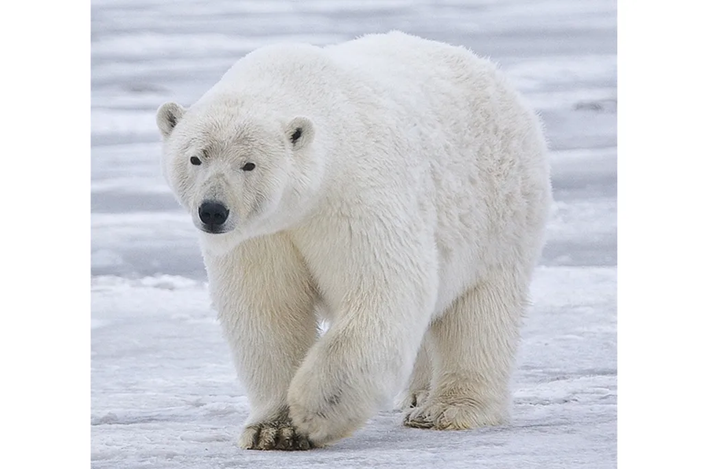 polar bears