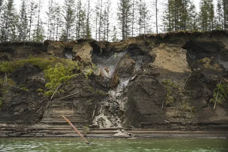 Permafrost melts into the Kolyma River outside of&nbsp;Zyryanka, Russia, in 2019. The worms in the new study seem to have survived buried deep in the permafrost for tens of thousands of years.