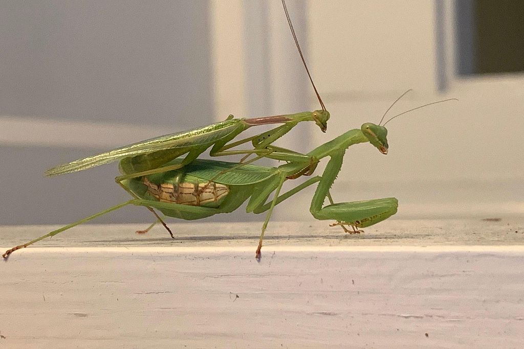 Two Springbok mantises mating on a window sill