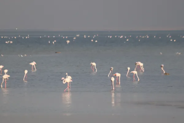 A band of Lesser Flamingos thumbnail