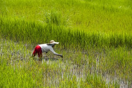 Around three billion people worldwide depend on rice for their diet. But a new study finds that rice and other crops grown under high levels of atmospheric carbon dioxide results in lower levels of some nutrients.