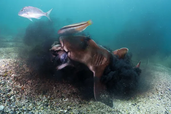 Giant Cuttlefish Demise thumbnail