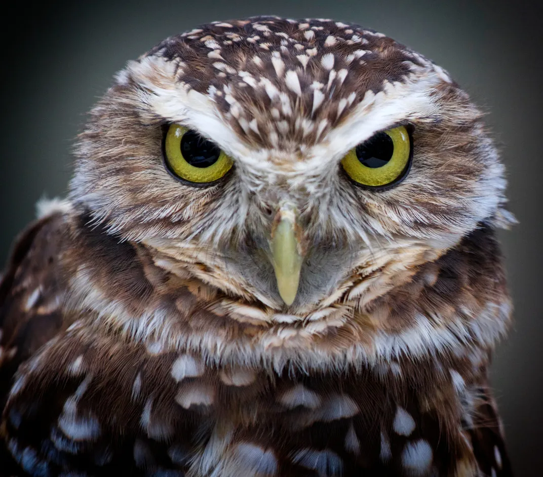 Serious eye contact with an owl | Smithsonian Photo Contest ...