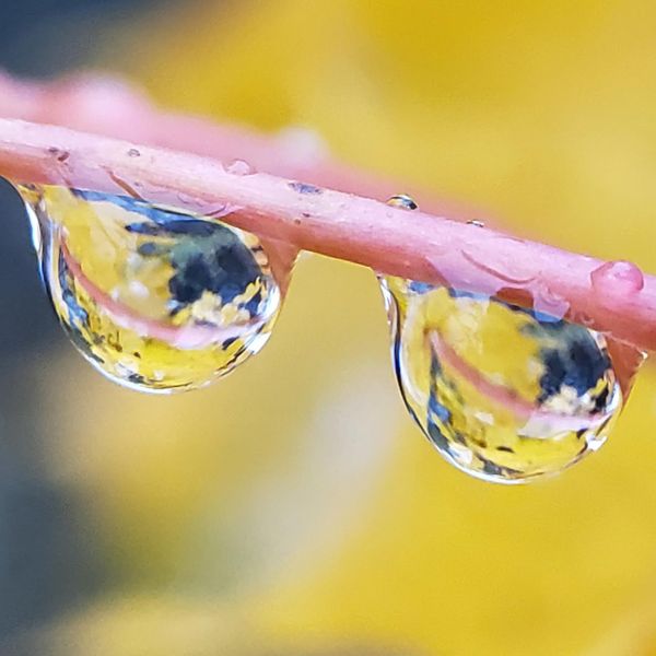 Raindrops reflecting yellow leaves on a rose-tinted stem thumbnail