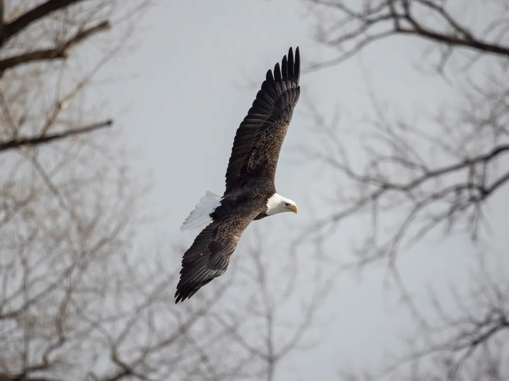 A mature bald eagle with white head and tail soaring against a grey backdrop with dark tree branches