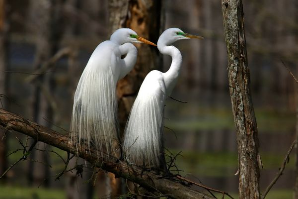 Great Egrets Pairing Up For Breeding Season thumbnail