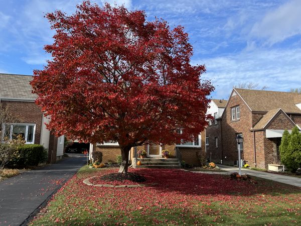 Unraked leaves create nature's red carpet thumbnail