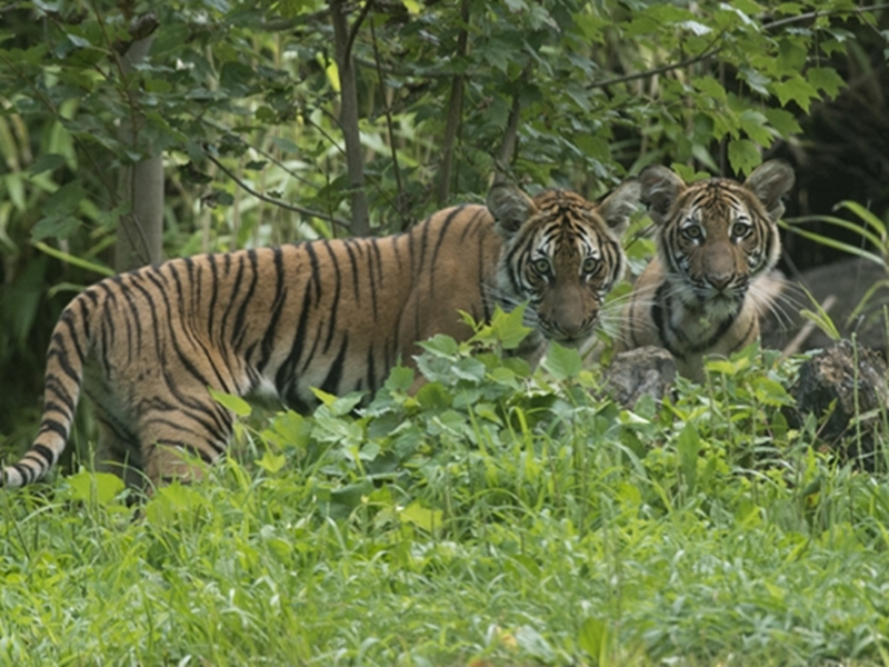 Tiger at NYC's Bronx Zoo tests positive for coronavirus