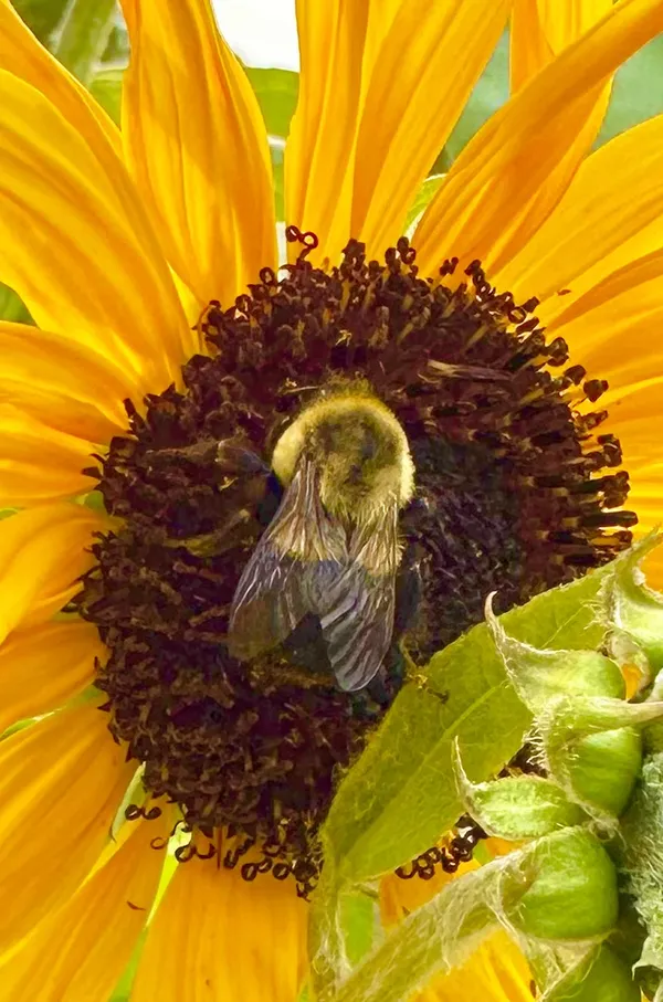 Bee on Sunflower thumbnail