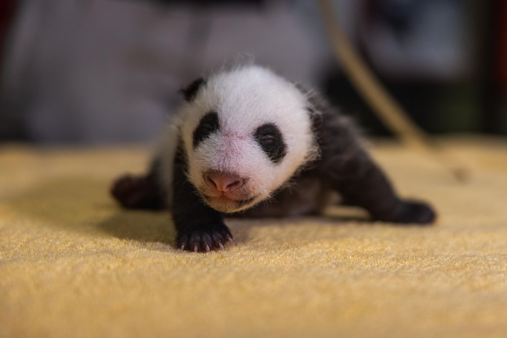 Male Panda Cub