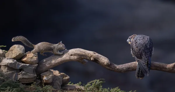 The Squirrel and the Bird of Prey thumbnail