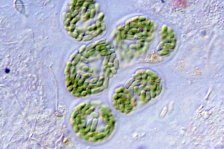 Single-celled organisms may look simple, but they require some pretty advanced chemistry.