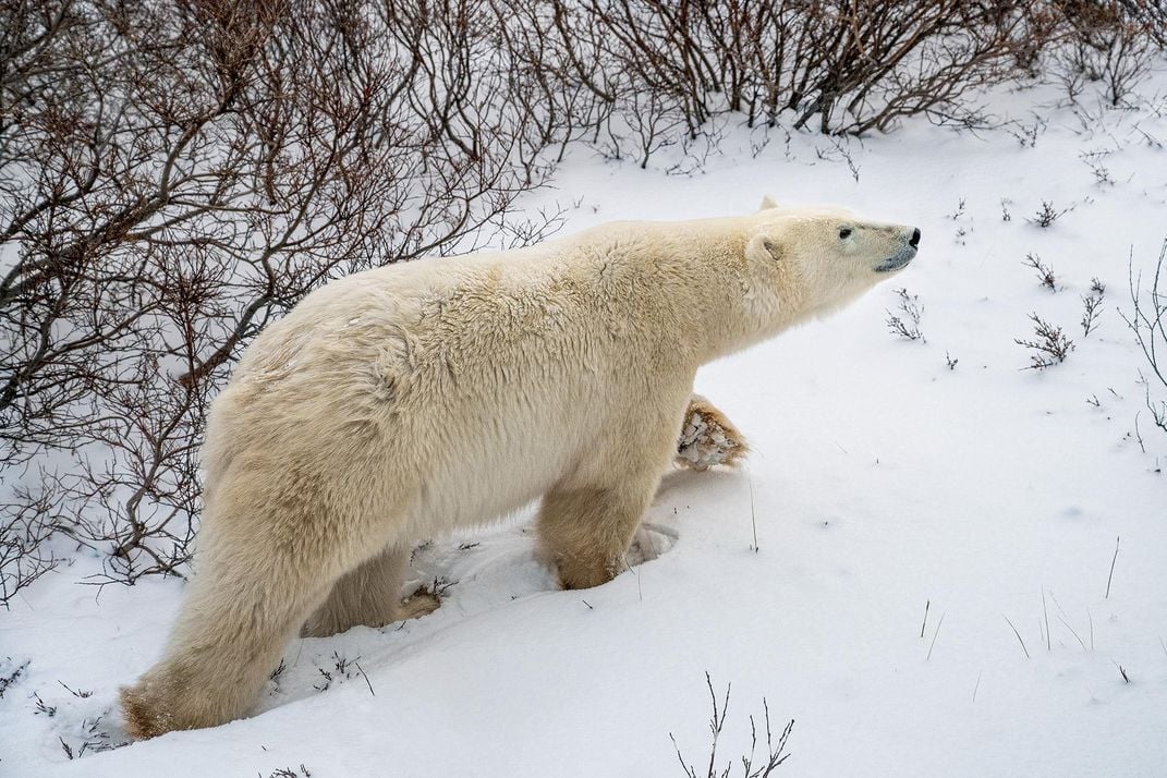 Not grizzly bears in white coats': Longer Arctic summers could push polar  bears to extinction