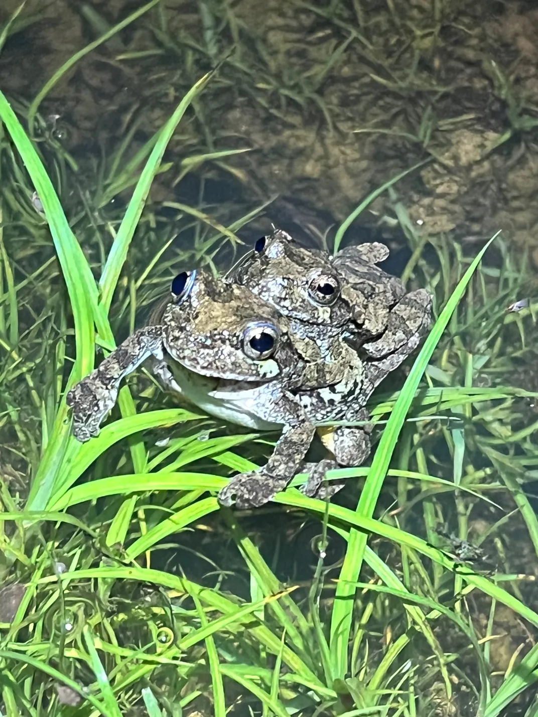 a smaller frog on top of a larger frog on grass