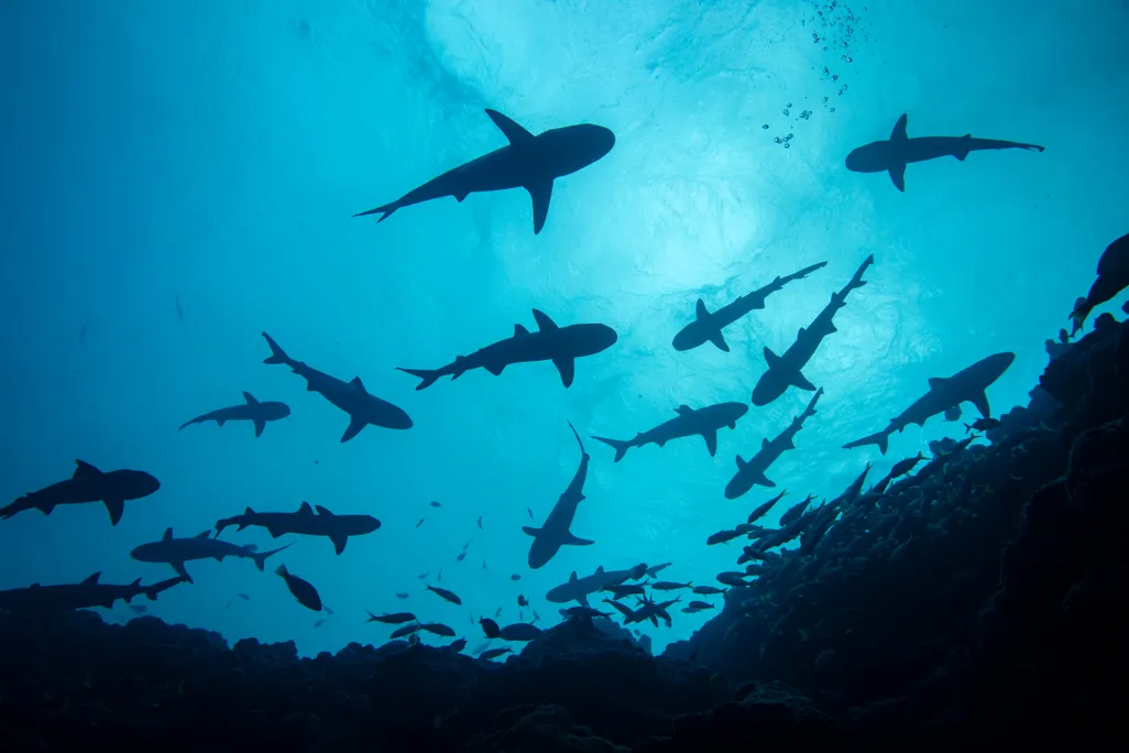 Silhouettes of sharks as seen from below underwater