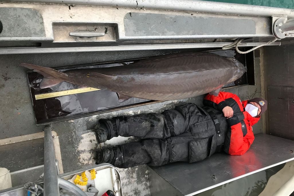A photo of an enormous brownish grey fish laying on the deck of a boat. Next to the fish is a reseacher dressed in winter gear and a mask. The fish is larger in length than the reseacher.