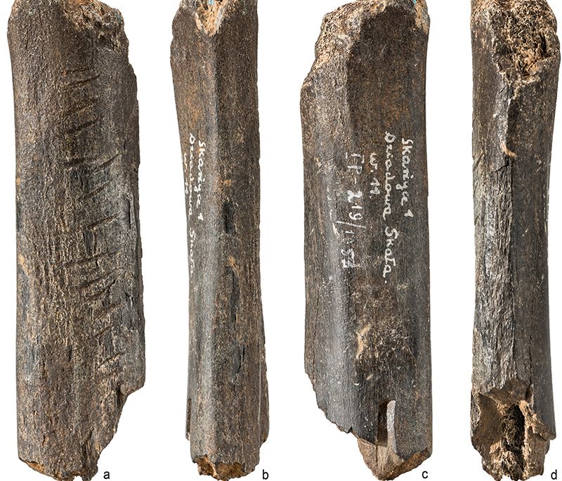 This 130,000-Year-Old Decorative Bear Bone May Be the Oldest Known ...