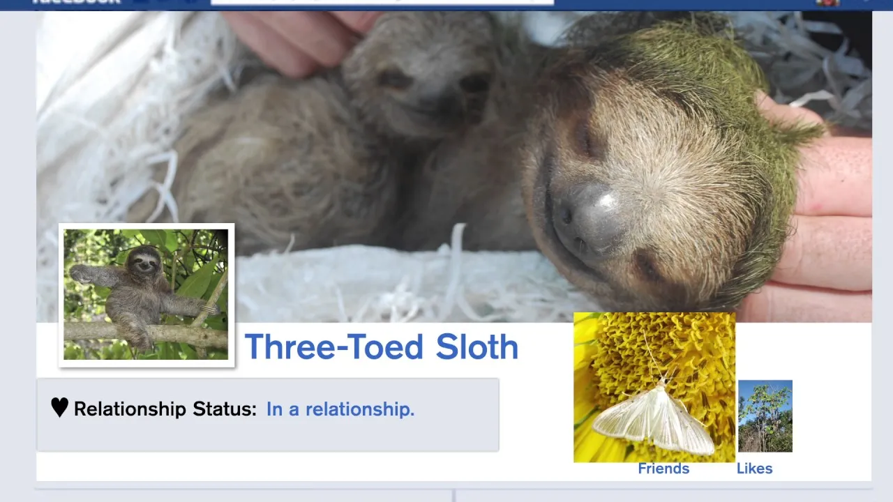 Preview thumbnail for SmartNews: Suicidal Sloths?