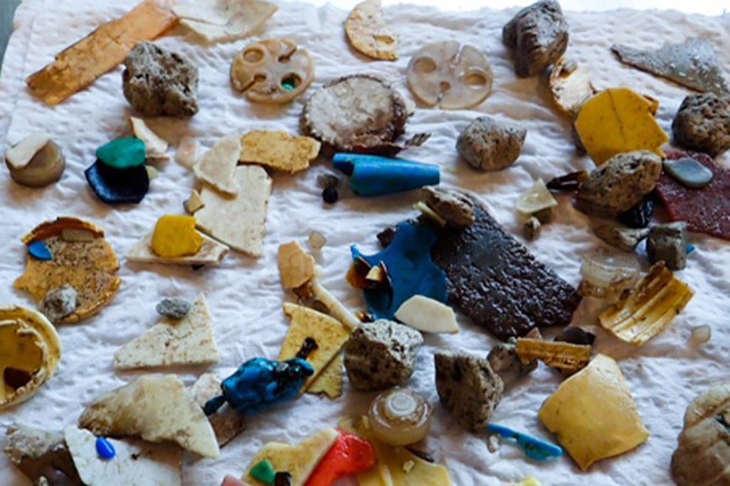 Seabird Plastic