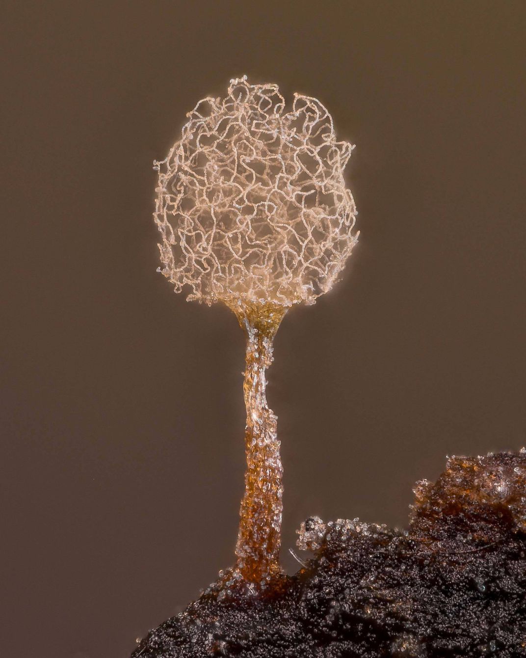 20th Place: “Slime mold (Arcyria pomiformis)” by Alison Pollack