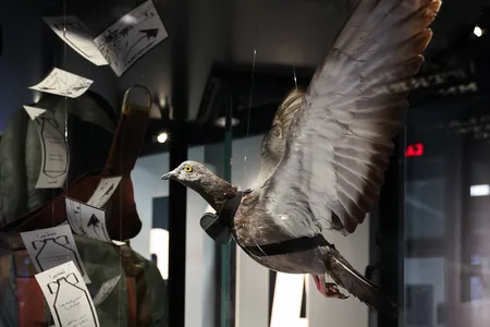 A spy pigeon with a camera strapped to its breast at the CIA Museum