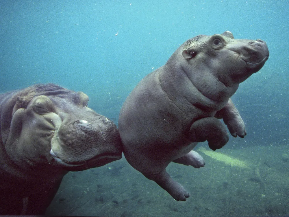 Perfectly Pudgy Newborn Hippo Arrives at the San Diego Zoo | Smart News| Smithsonian Magazine